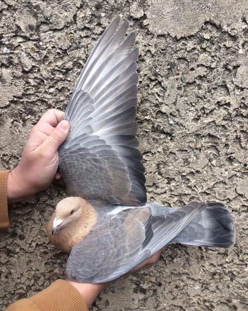  - Nu îmi aparțin 9