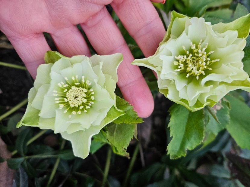 30 ianuarie - Helleborus 2025