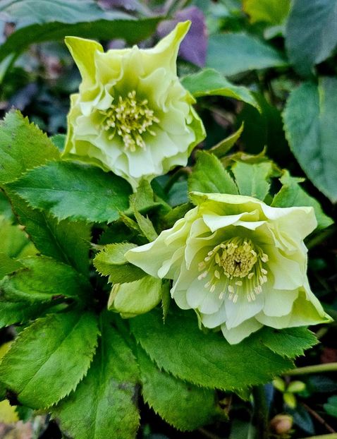  - Helleborus 2025