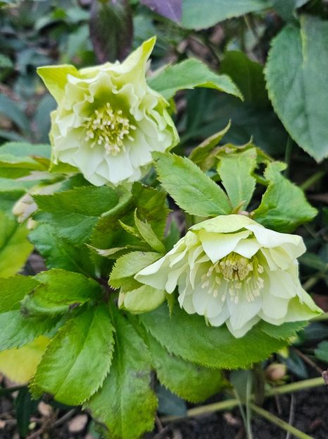  - Helleborus 2025