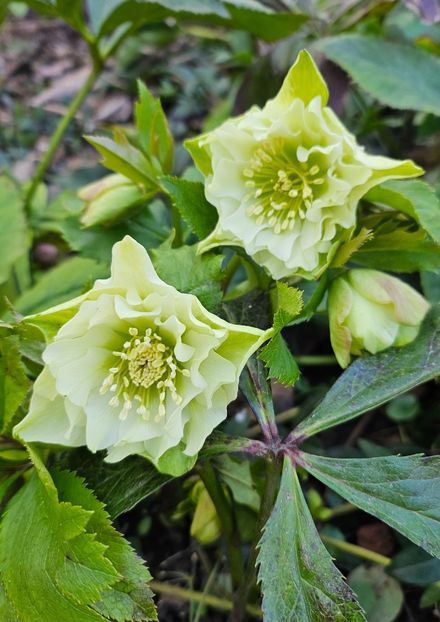  - Helleborus 2025