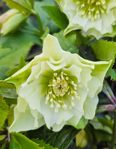  - Helleborus 2025