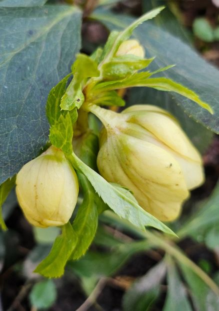  - Helleborus 2025