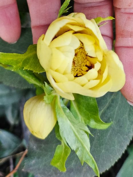  - Helleborus 2025