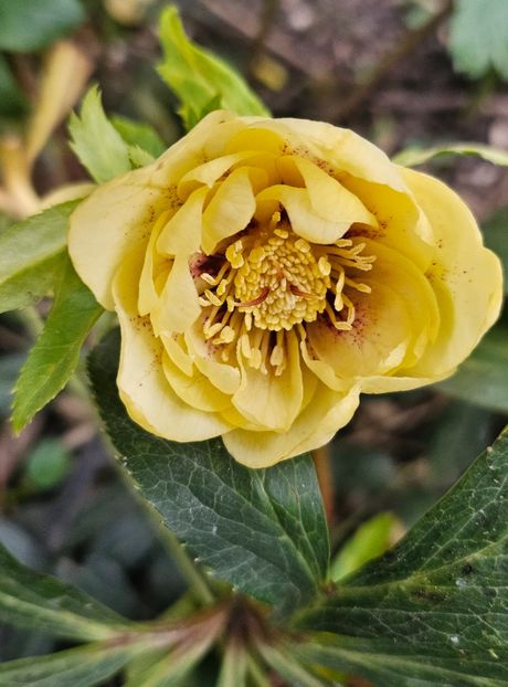  - Helleborus 2025