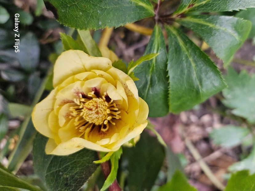  - Helleborus 2025