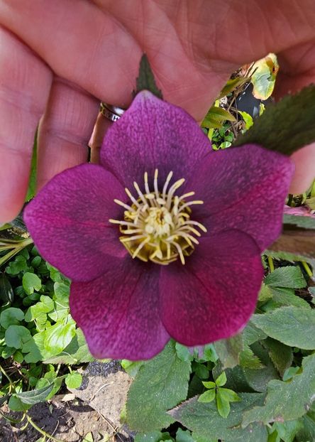  - Helleborus 2025