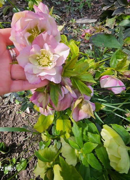  - Helleborus 2025