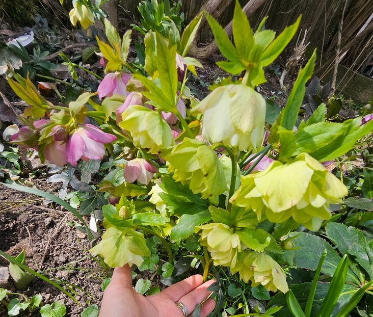  - Helleborus 2025
