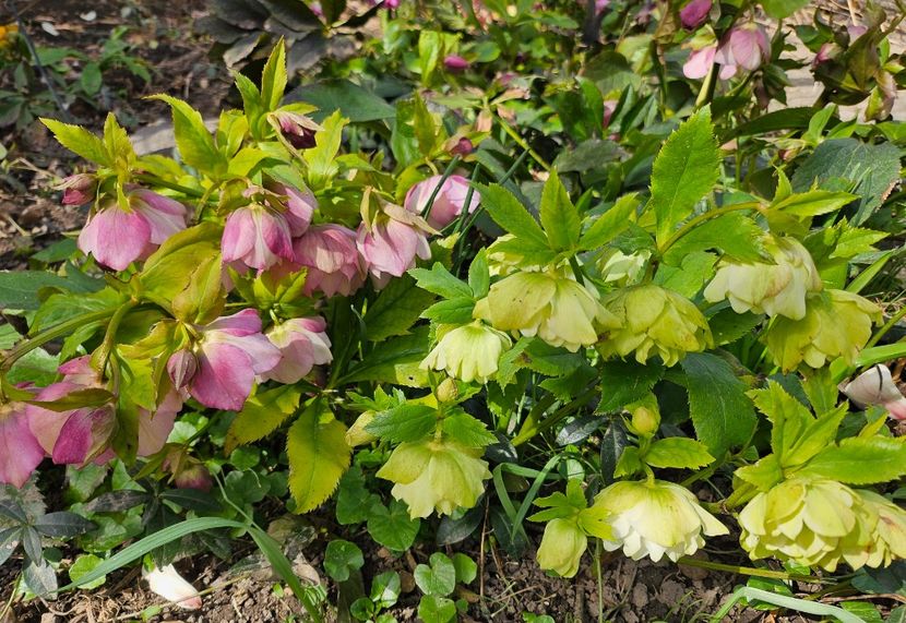  - Helleborus 2025
