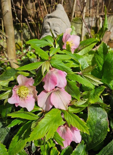 - Helleborus 2025