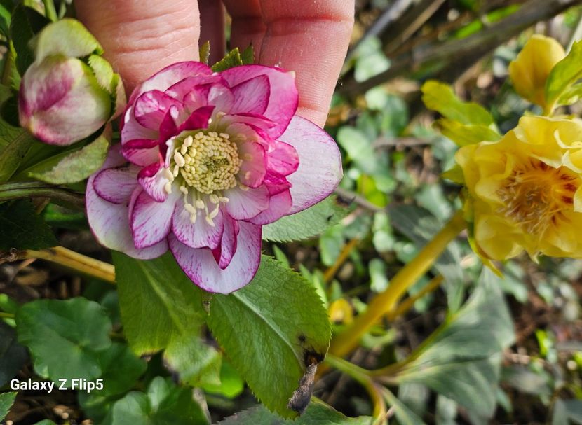  - Helleborus 2025