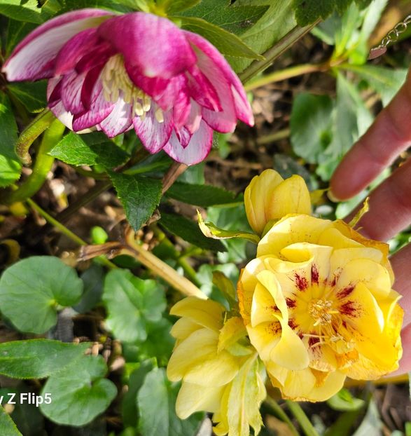  - Helleborus 2025
