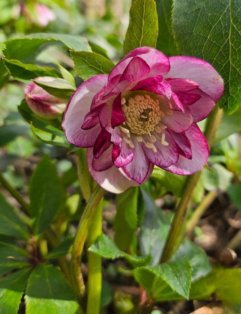 - Helleborus 2025