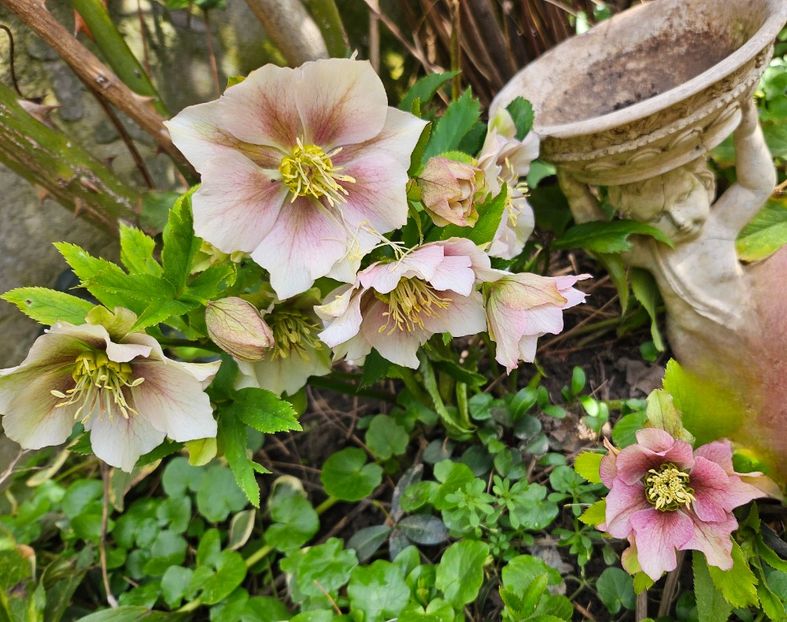  - Helleborus 2025