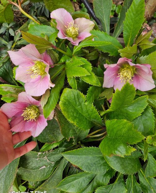  - Helleborus 2025