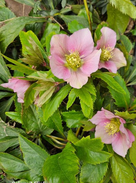  - Helleborus 2025