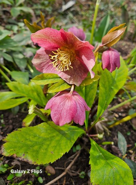  - Helleborus 2025