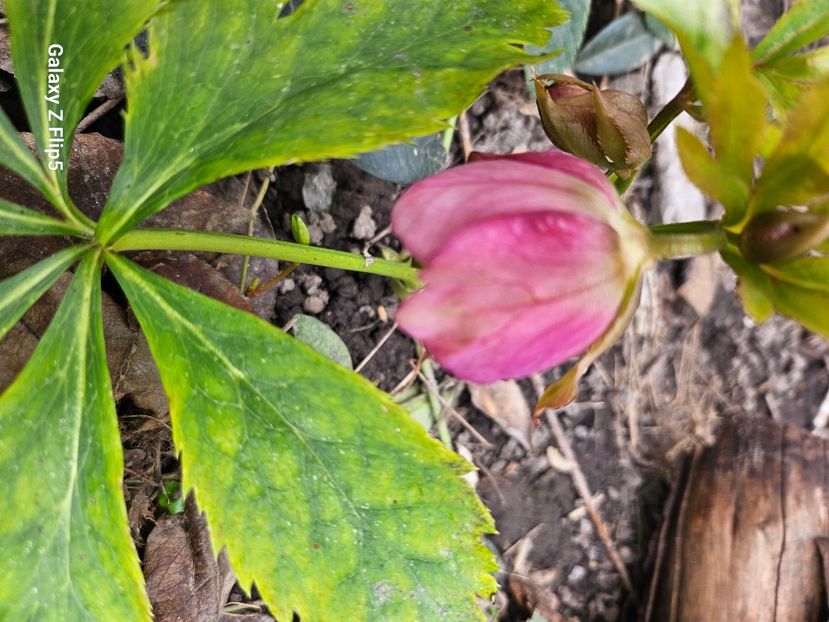 248d83eb-17b0-4af8-993c-b1a32298f848-1_all_90337 - Helleborus 2025
