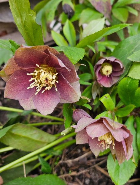  - Helleborus 2025