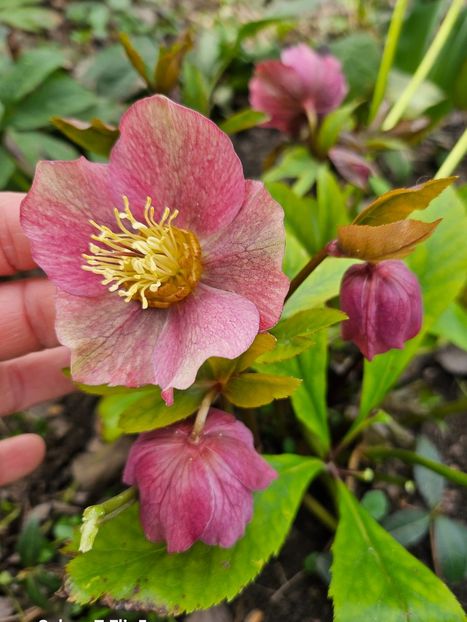  - Helleborus 2025