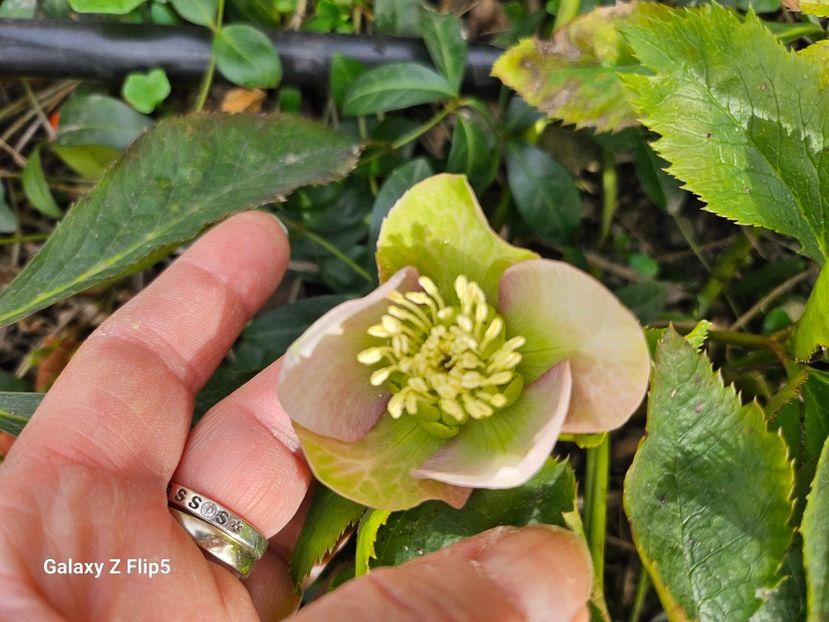  - Helleborus 2025