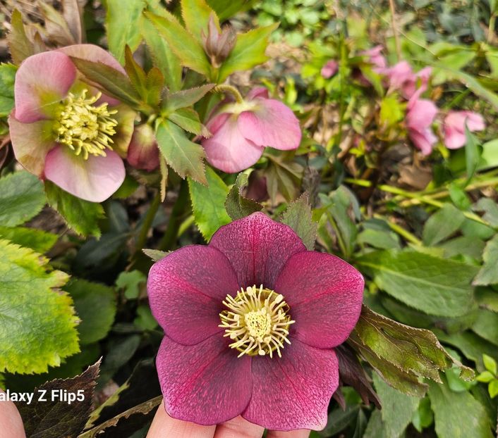  - Helleborus 2025