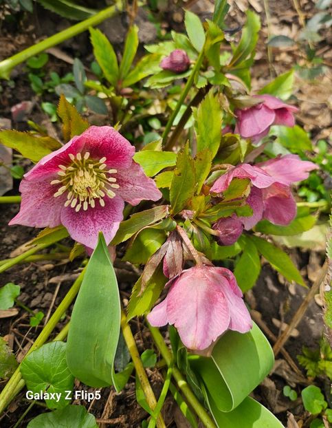  - Helleborus 2025