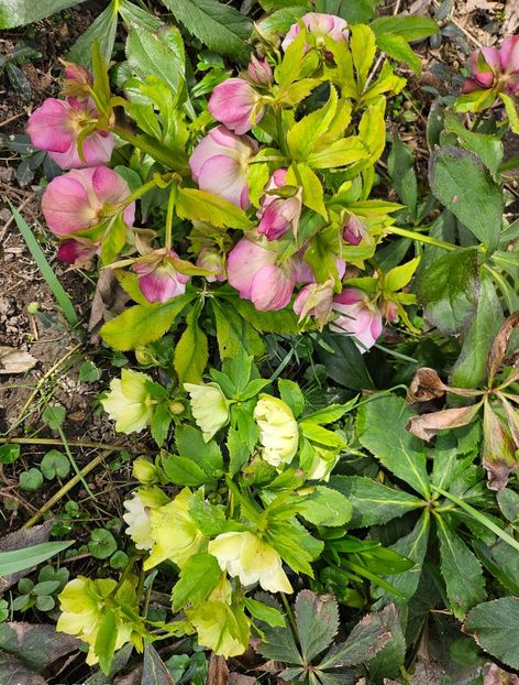  - Helleborus 2025