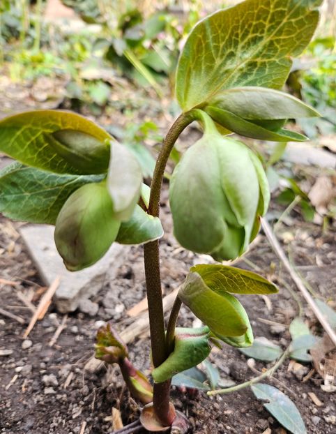  - Helleborus 2025