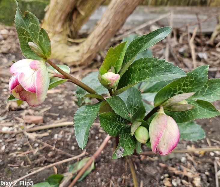  - Helleborus 2025