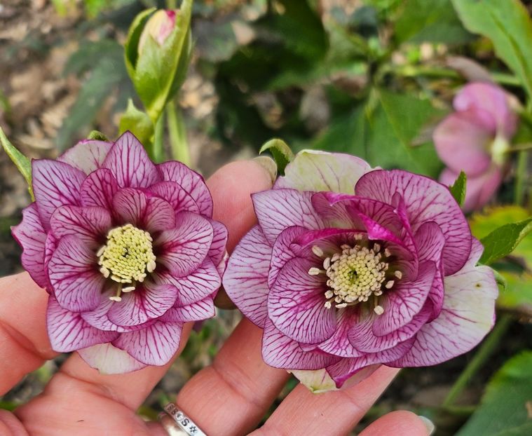  - Helleborus 2025
