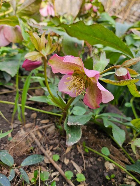  - Helleborus 2025