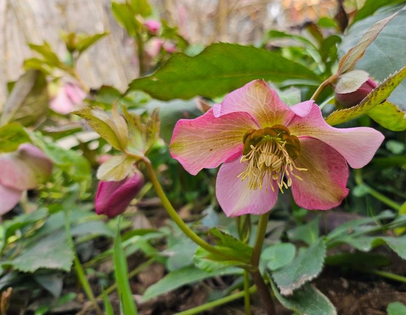  - Helleborus 2025
