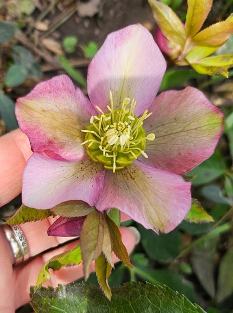  - Helleborus 2025