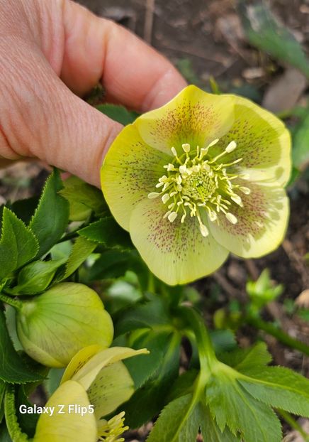  - Helleborus 2025