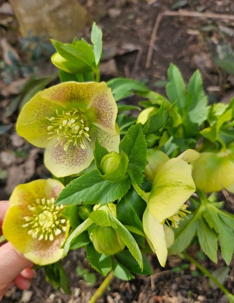  - Helleborus 2025