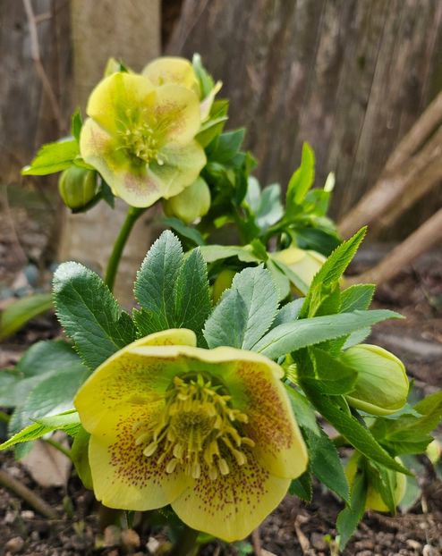 - Helleborus 2025