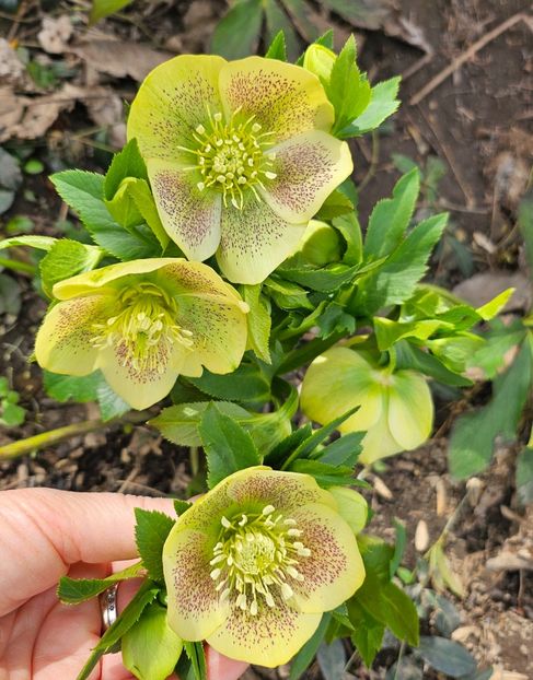  - Helleborus 2025
