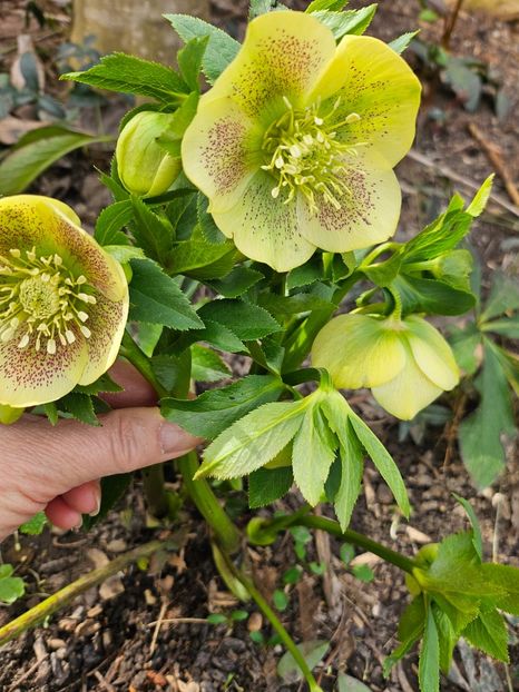  - Helleborus 2025