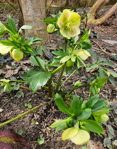  - Helleborus 2025