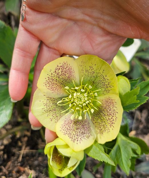  - Helleborus 2025