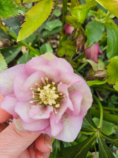  - Helleborus 2025