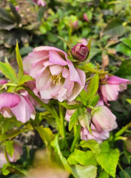  - Helleborus 2025