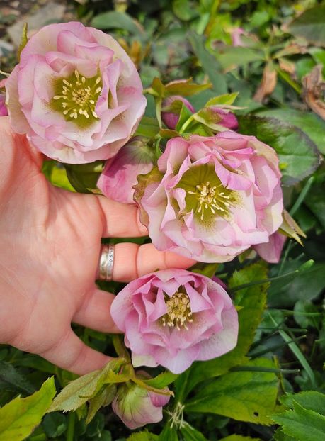  - Helleborus 2025