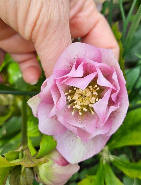  - Helleborus 2025