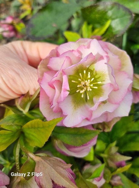  - Helleborus 2025