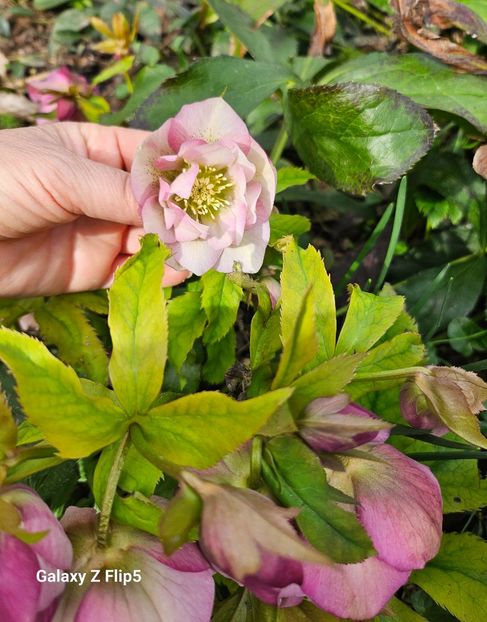  - Helleborus 2025