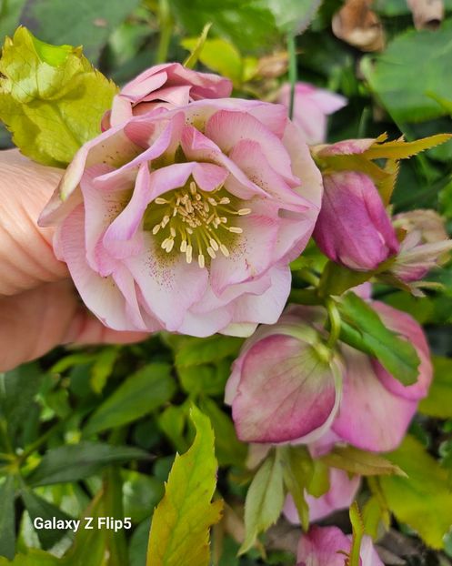  - Helleborus 2025