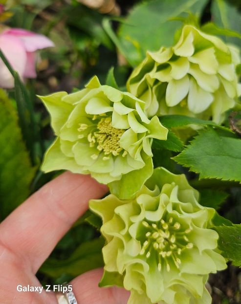  - Helleborus 2025